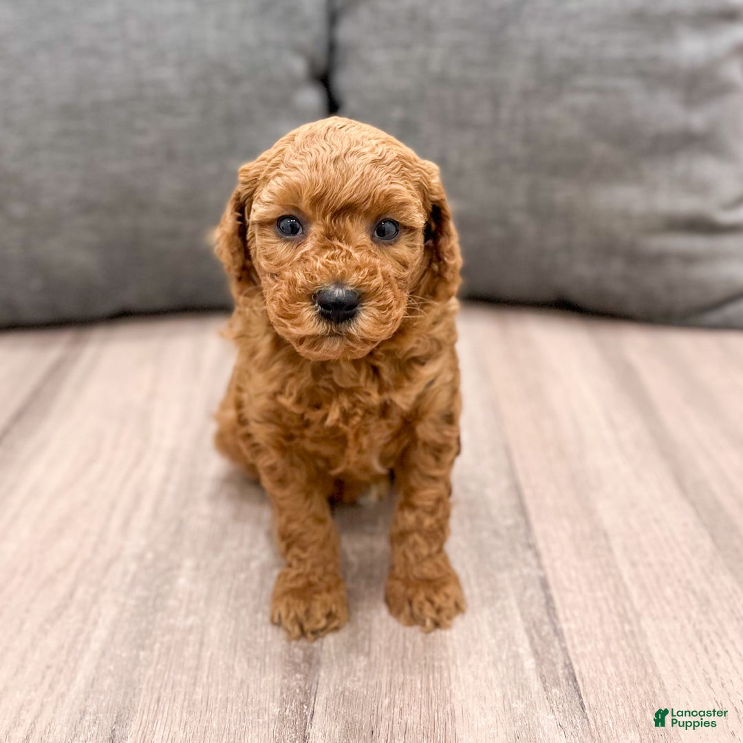 Mini Goldendoodle dogs for sale: Misty - Ad 8