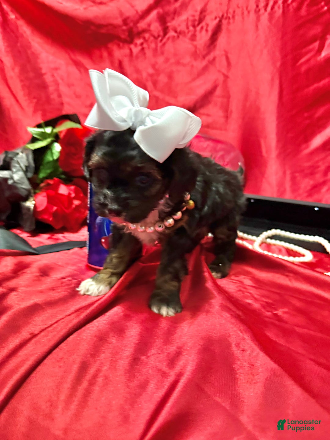 Yorkiepoo dogs for sale: York - Ad 8