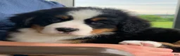 Bernese Mountain Dog dogs for sale: Willow  - Ad 13