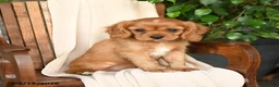 Cavalier King Charles Spaniel dogs for sale: Carmel - Ad 3