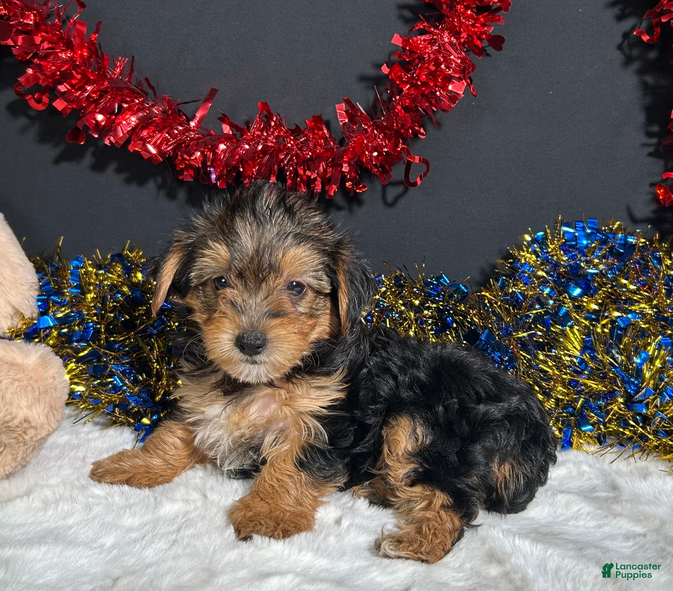 Yorkiepoo dogs Rosie - Ad 12