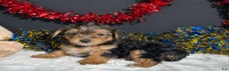 Yorkiepoo dogs for sale: Rosie - Ad 1