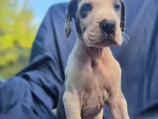 Great Dane dogs Blue - Ad 22