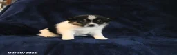 Mixed Breed dogs for sale: Scamp  - Ad 3