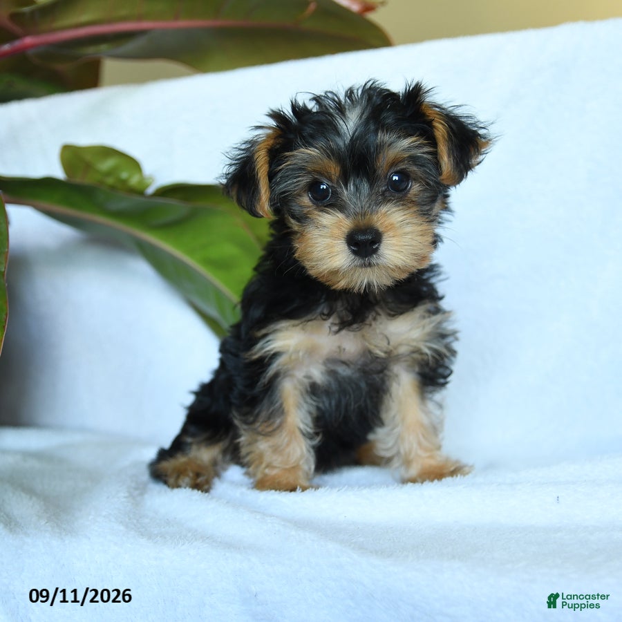 Yorkshire Terrier dogs Aggie - Ad 2