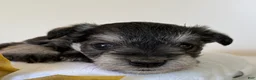 Miniature Schnauzer dogs for sale: Sophie Miniature Schnauzer  - Ad 5