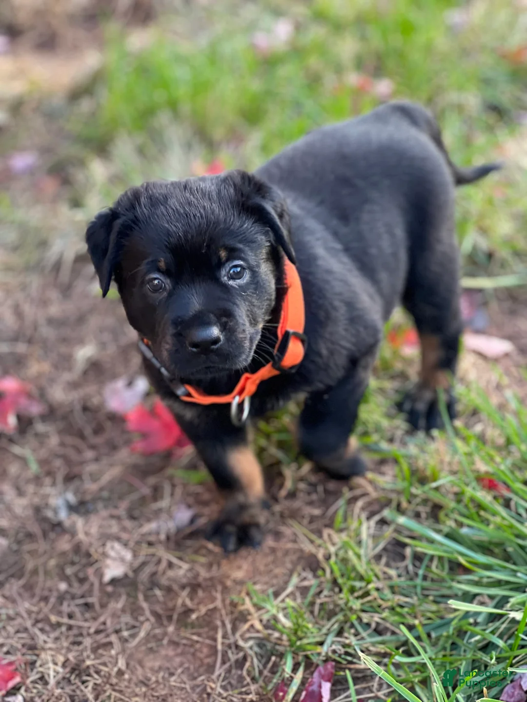 Gallery Image {{count}}