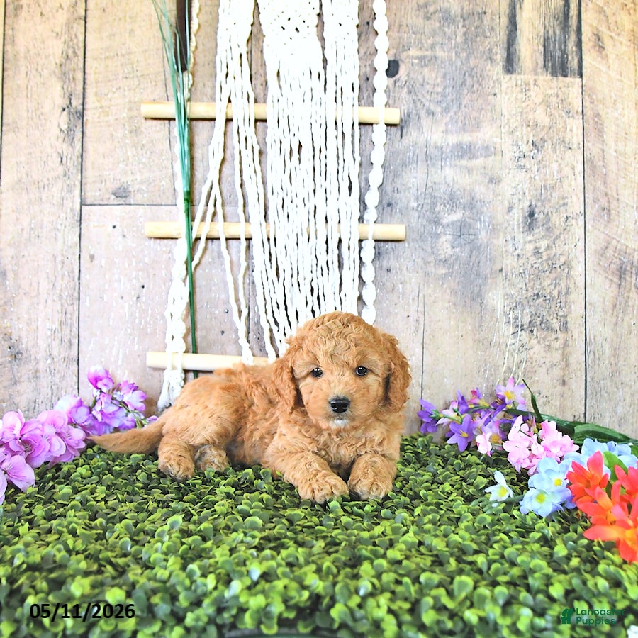 Mini Goldendoodle dogs Mr Thistle - Ad 1