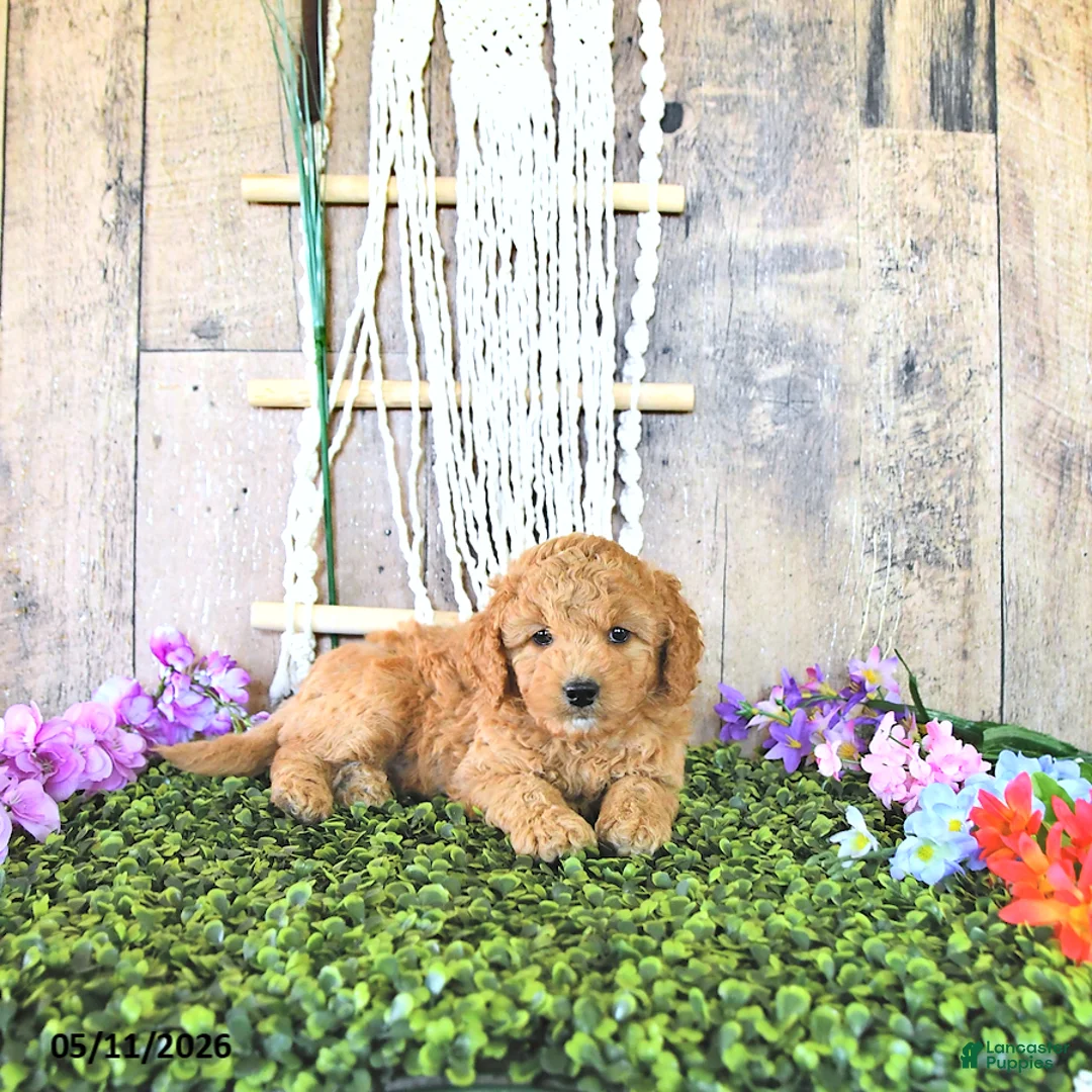 Mini Goldendoodle dogs for sale: Mr Thistle - Ad 1