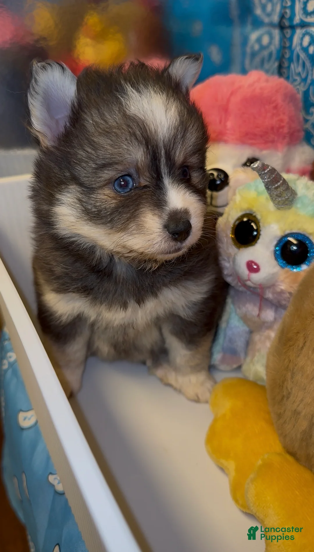 Pomsky dogs for sale: Pomsky 3 - Ad 2