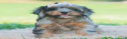 Cavapoo dogs for sale: fancy - Ad 4