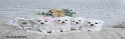 Maltese dogs for sale: Cupid EXTRA SMALL - Ad 13