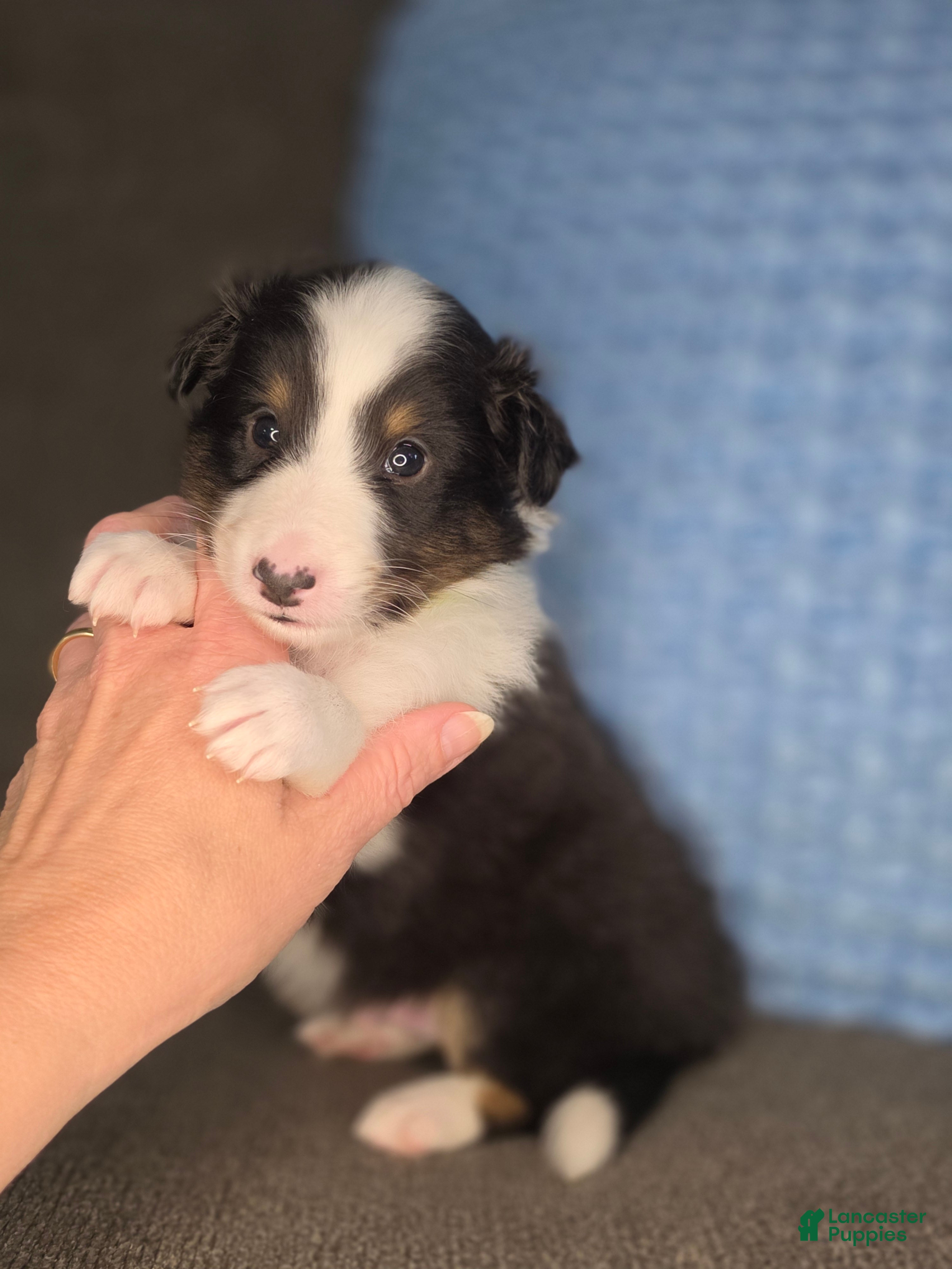 Shetland Sheepdog dogs for sale: Tiffin - Ad 1