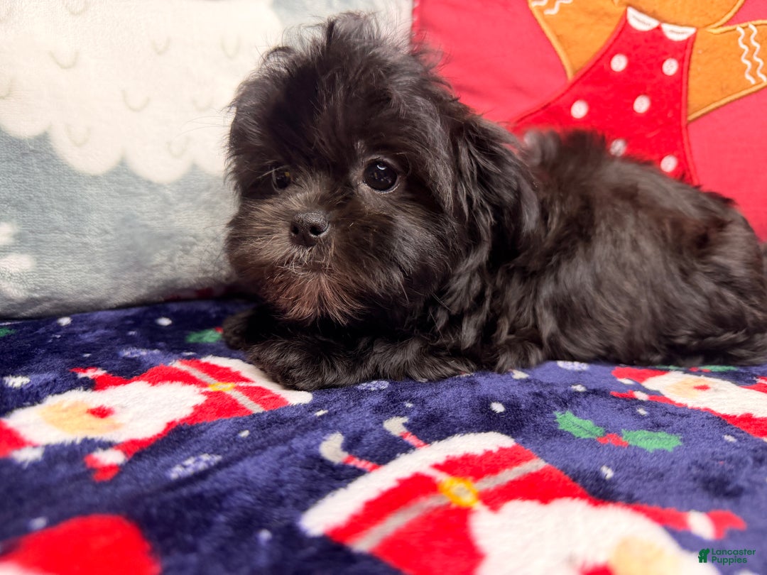 Malshi dogs for sale: Daiyu - Ad 5