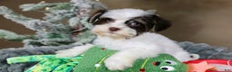 Havanese dogs for sale: Fruitcake - Ad 9