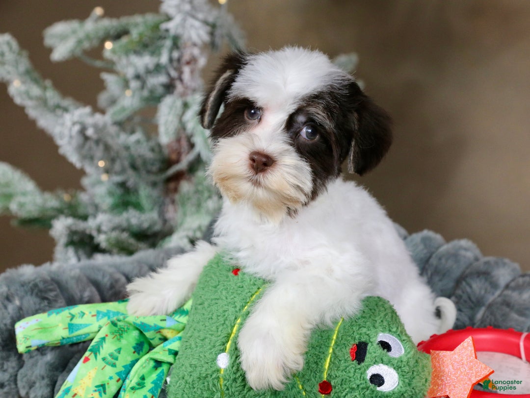 Havanese dogs for sale: Fruitcake - Ad 9