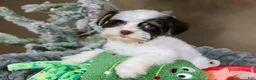 Havanese dogs for sale: Fruitcake - Ad 9