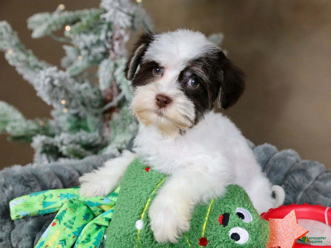 Havanese dogs for sale: Fruitcake - Ad 9