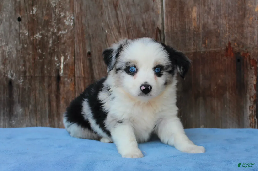 Australian Shepherd dogs for sale: Ace - Ad 2