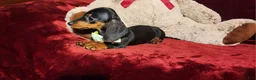 Miniature Dachshund dogs for sale: *LOLA* - Ad 7