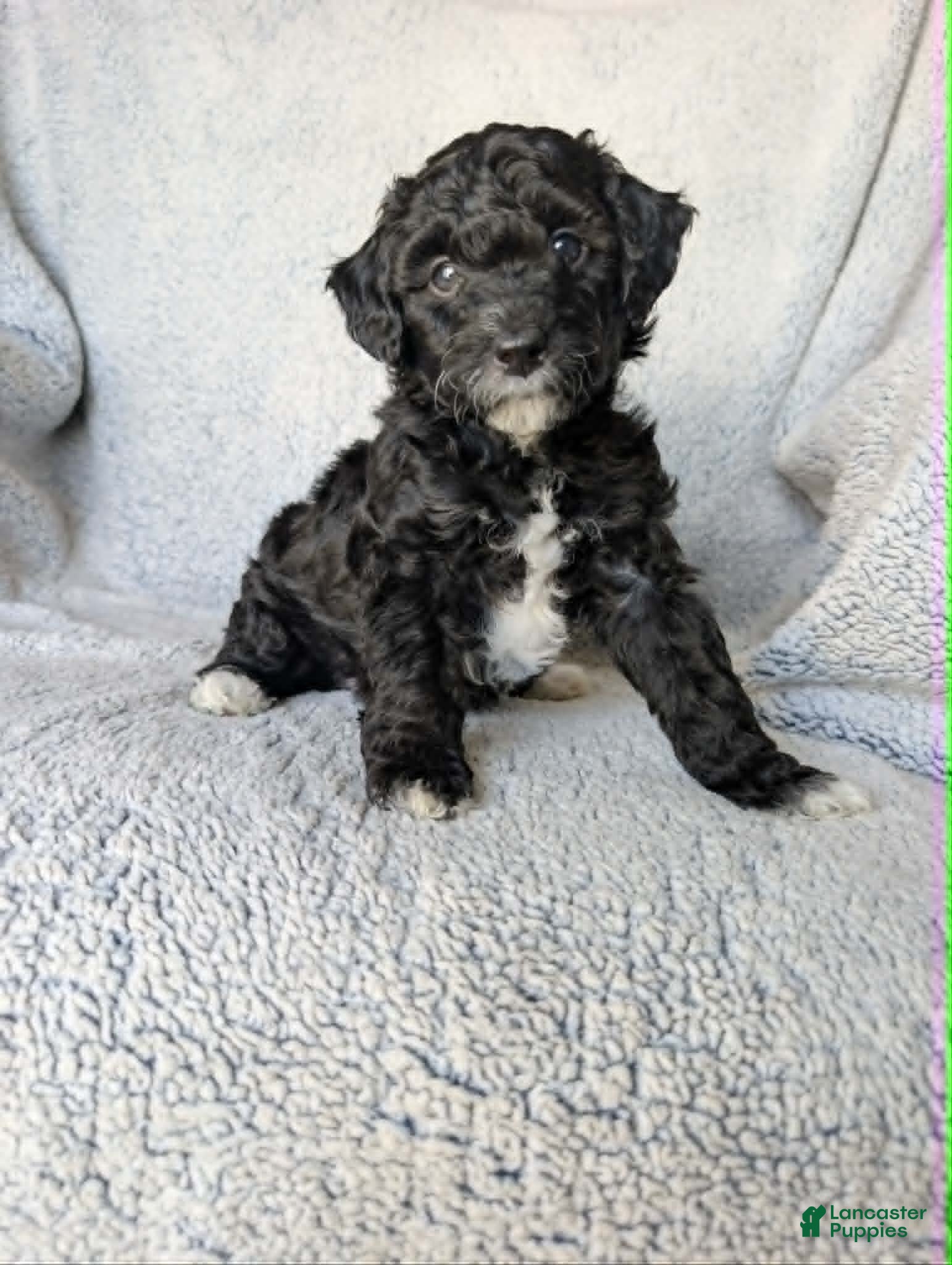 Mixed Breed dogs Raven  - Ad 15