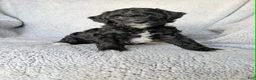 Mixed Breed dogs for sale: Raven  - Ad 1