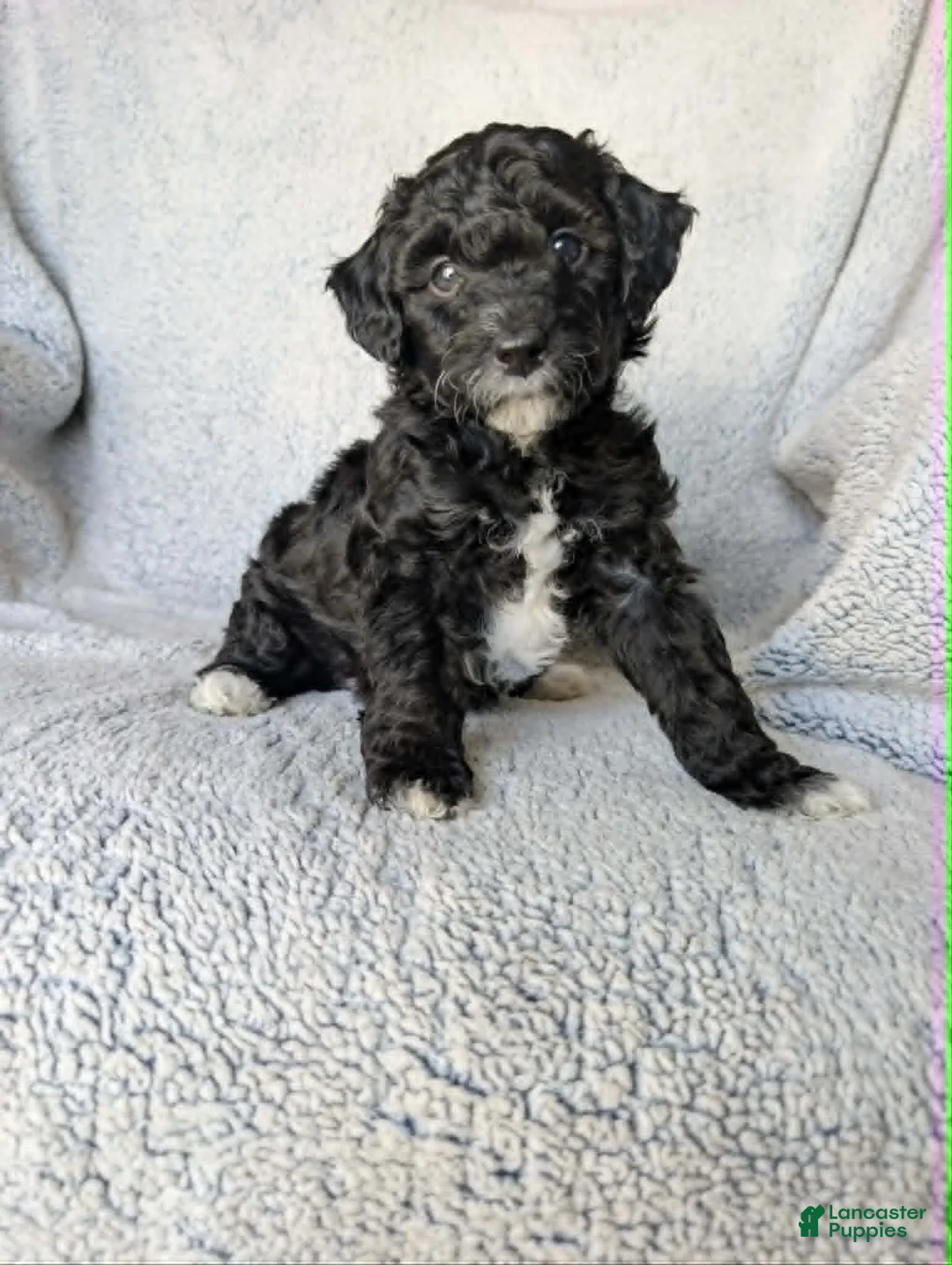 Mixed Breed dogs for sale: Raven  - Ad 1