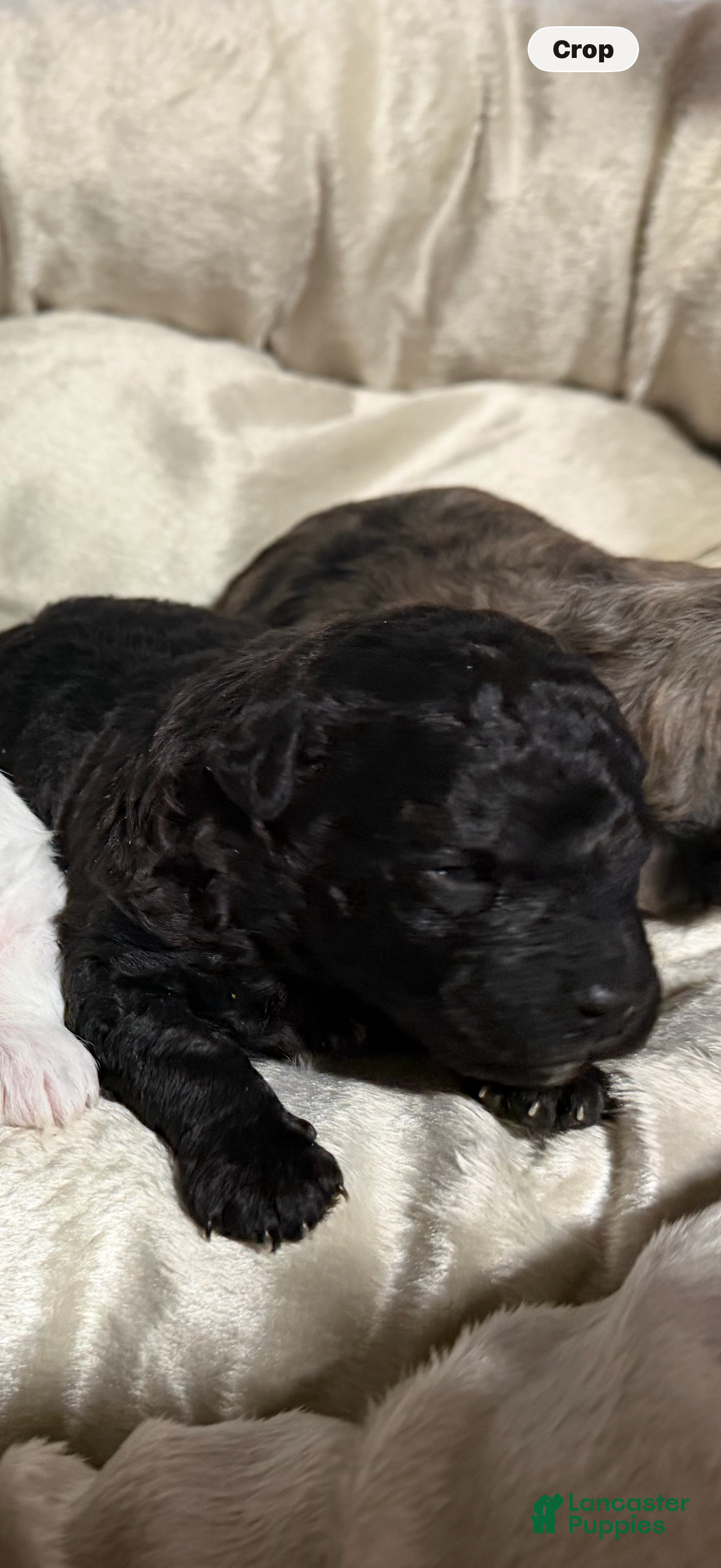 Maltipoo dogs Maltipoo Puppy 1 - Ad 6