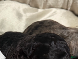 Maltipoo dogs Maltipoo Puppy 1 - Ad 3