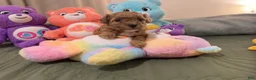Toy Poodle dogs for sale: Caramelo - Ad 5