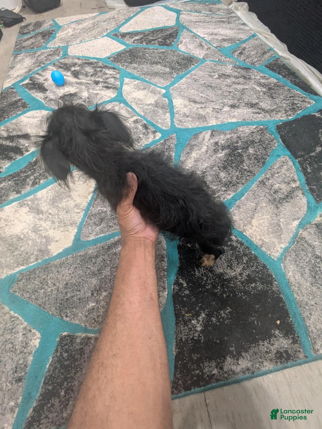 Mixed Breed dogs for sale: Teapea  - Ad 6