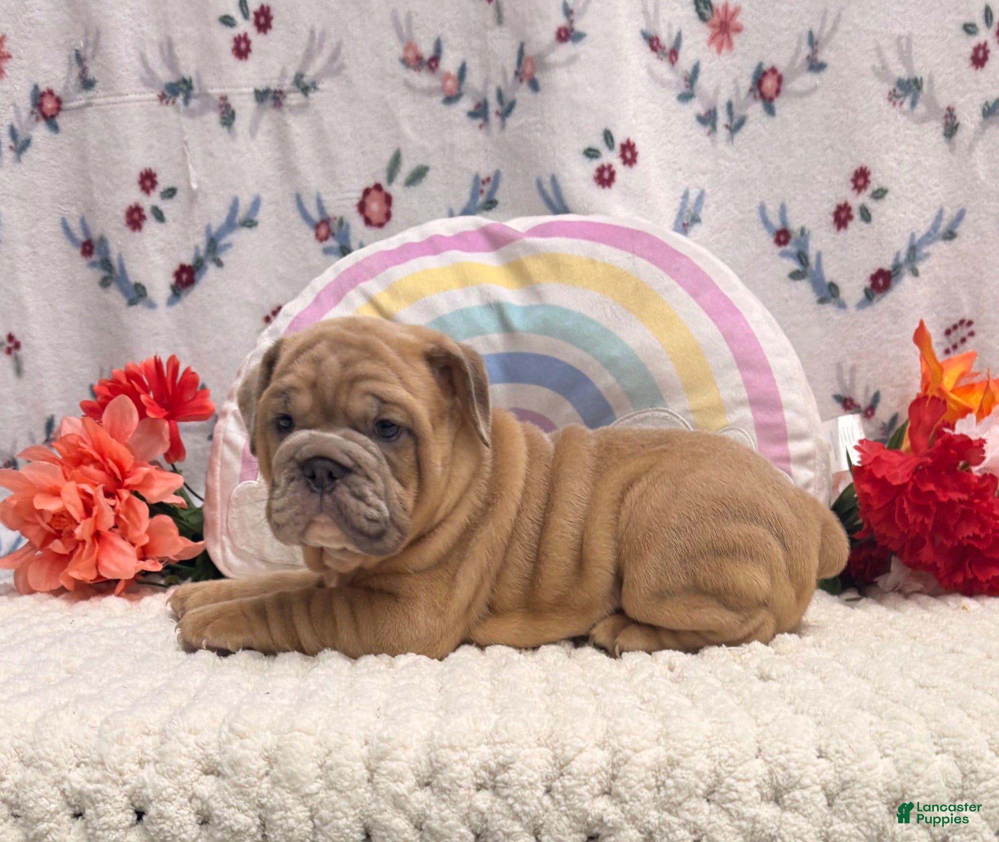 English Bulldog dogs Merit - Ad 1