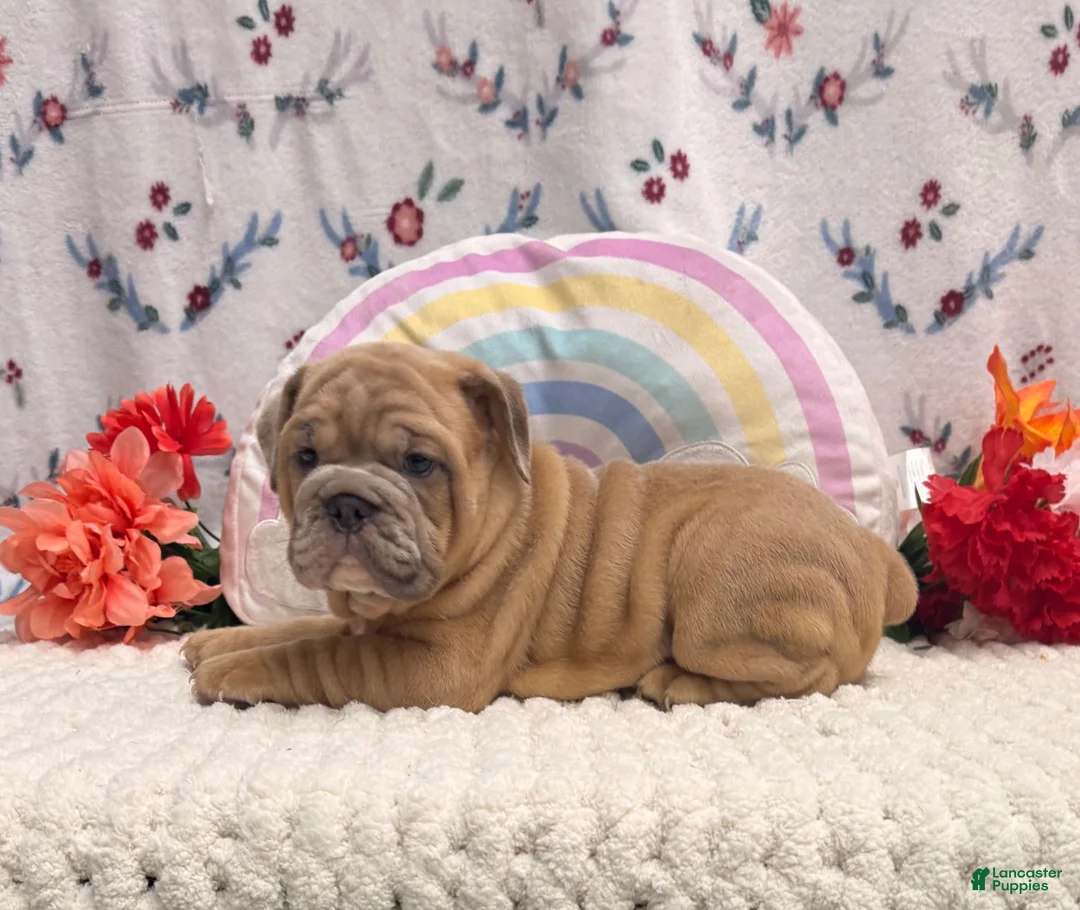 English Bulldog dogs for sale: Merit - Ad 1