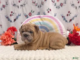 English Bulldog dogs for sale: Merit - Ad 2