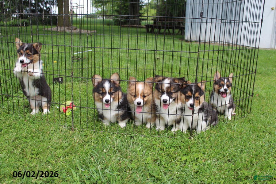 Welsh Corgi Pembroke dogs for sale: Doyle - Ad 7