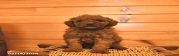 Mini Goldendoodle dogs for sale: Muffin  - Ad 2