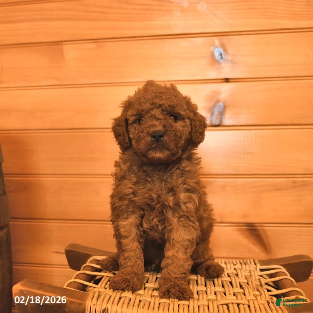Mini Goldendoodle dogs for sale: Muffin  - Ad 2