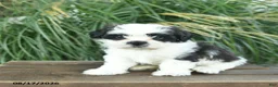 Mixed Breed dogs for sale: Mittens  - Ad 2