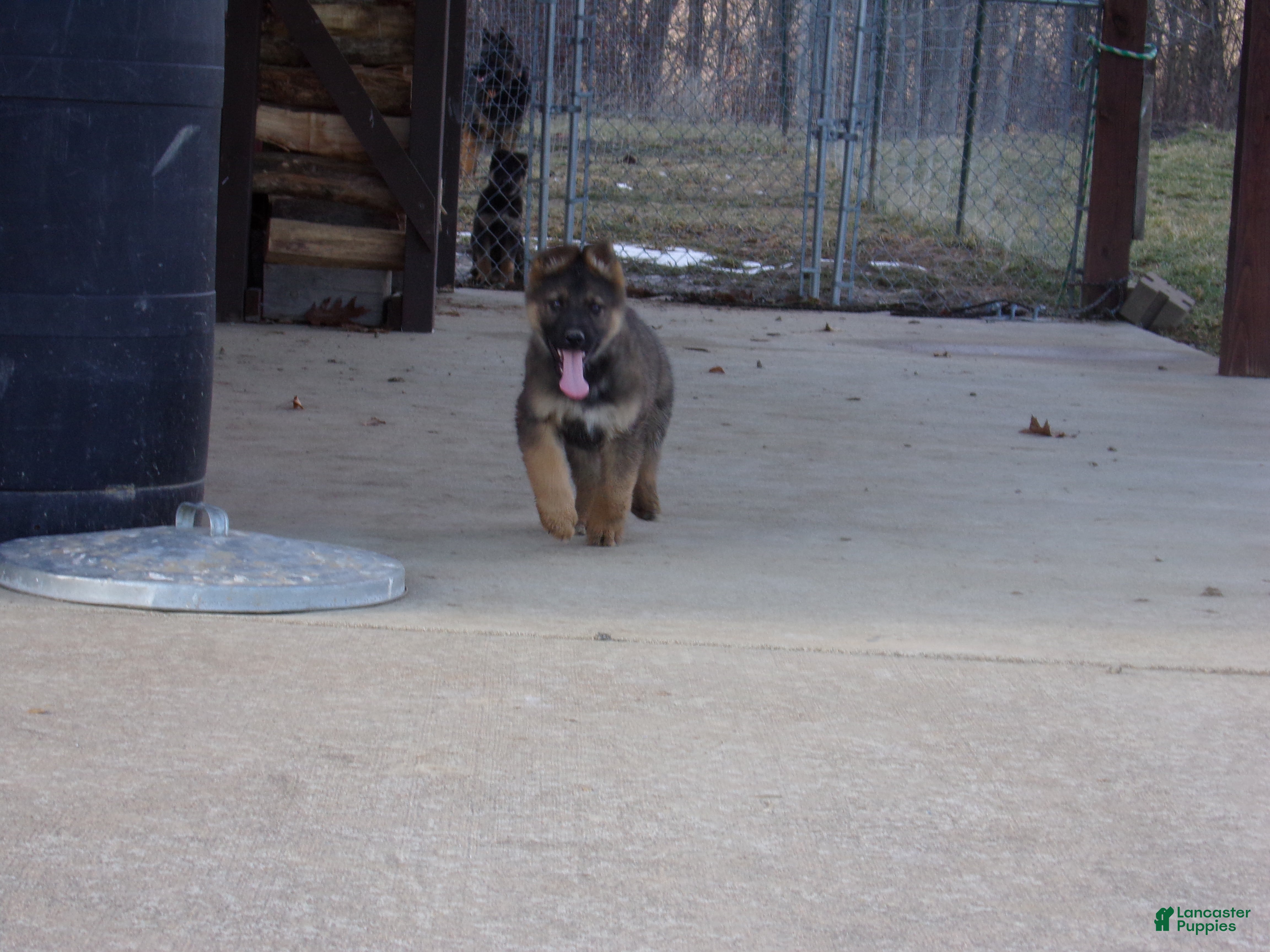 German Shepherd dogs Carter - Ad 2