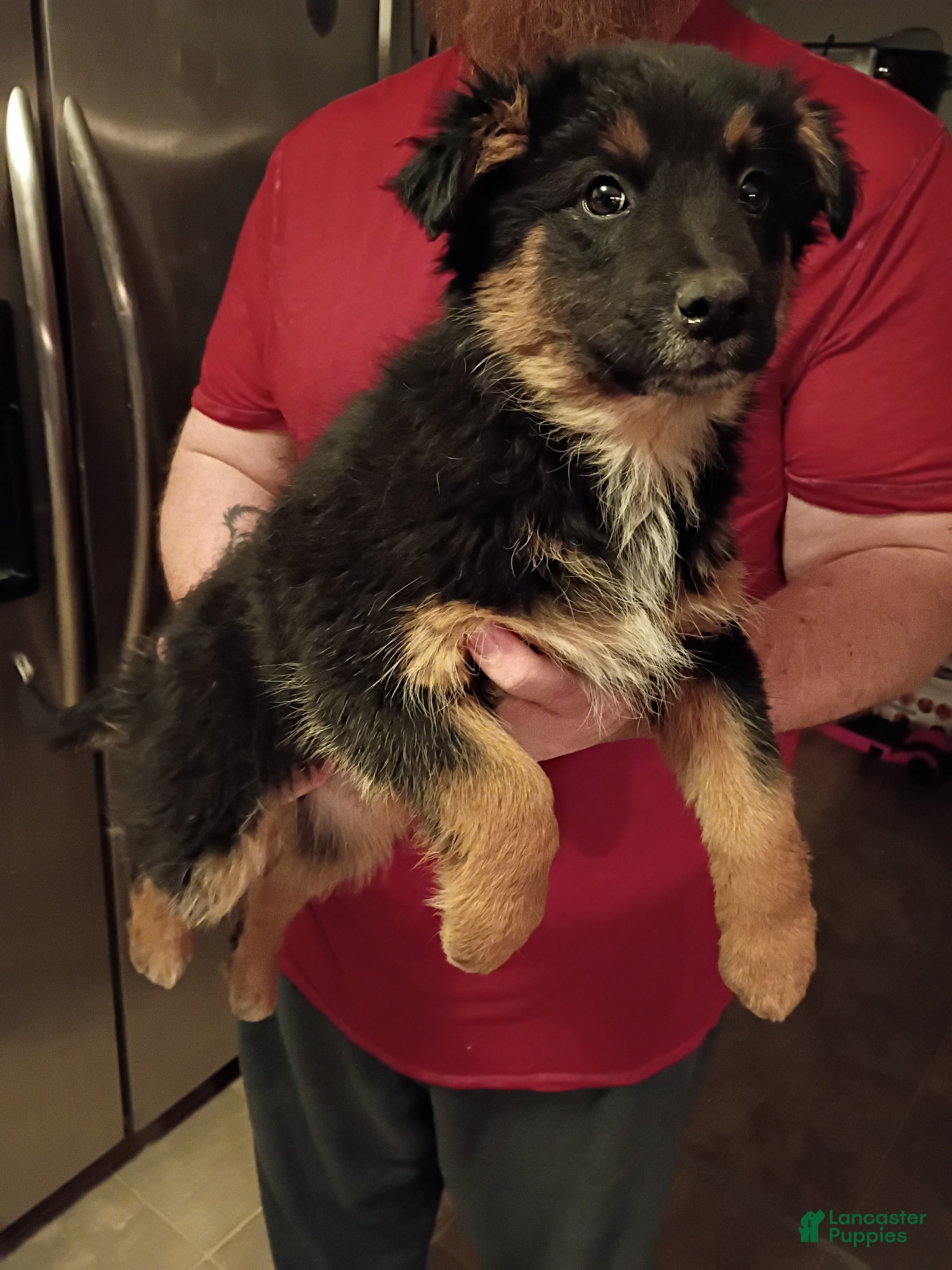 Mixed Breed dogs Luna - Ad 3