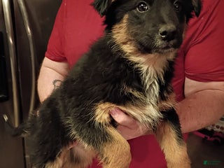 Mixed Breed dogs Luna - Ad 3
