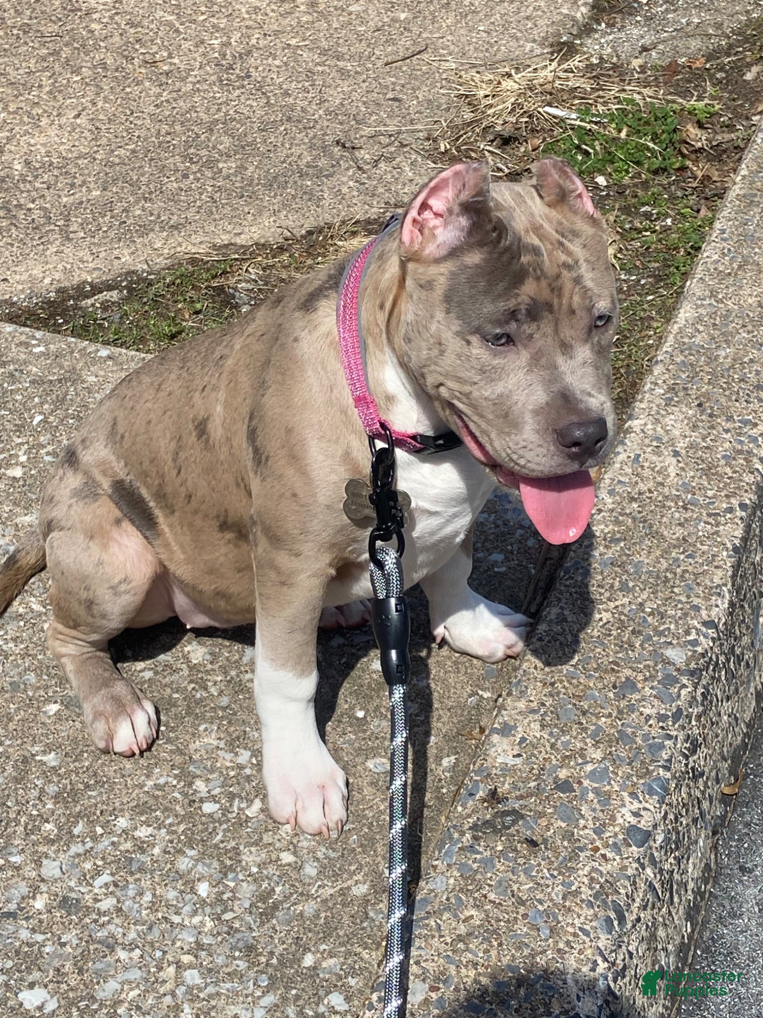 American Bully dogs American Bully Puppy 1 - Ad 1
