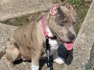 American Bully dogs American Bully Puppy 1 - Ad 1