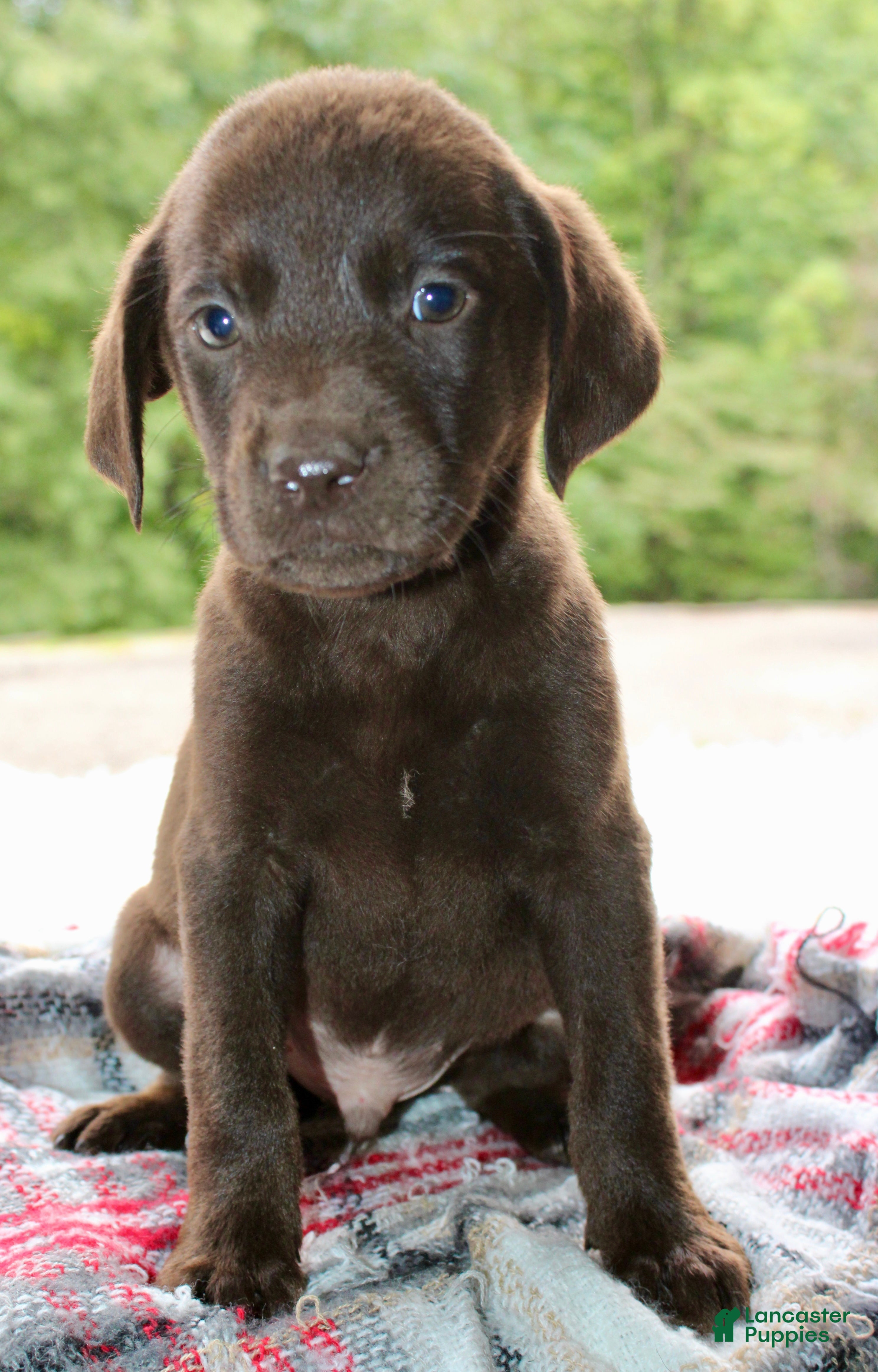Labrador Retriever dogs Axel - Ad 1
