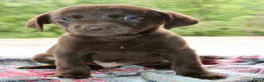 Axel