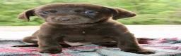 Labrador Retriever dogs for sale: Axel - Ad 1