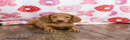 Miniature Dachshund dogs for sale: Otis - Ad 2