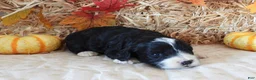 Cockapoo dogs for sale: #1 Female (Leslie's) - Ad 3