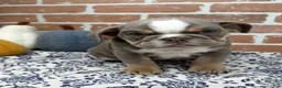English Bulldog dogs for sale: Ellie - Ad 5