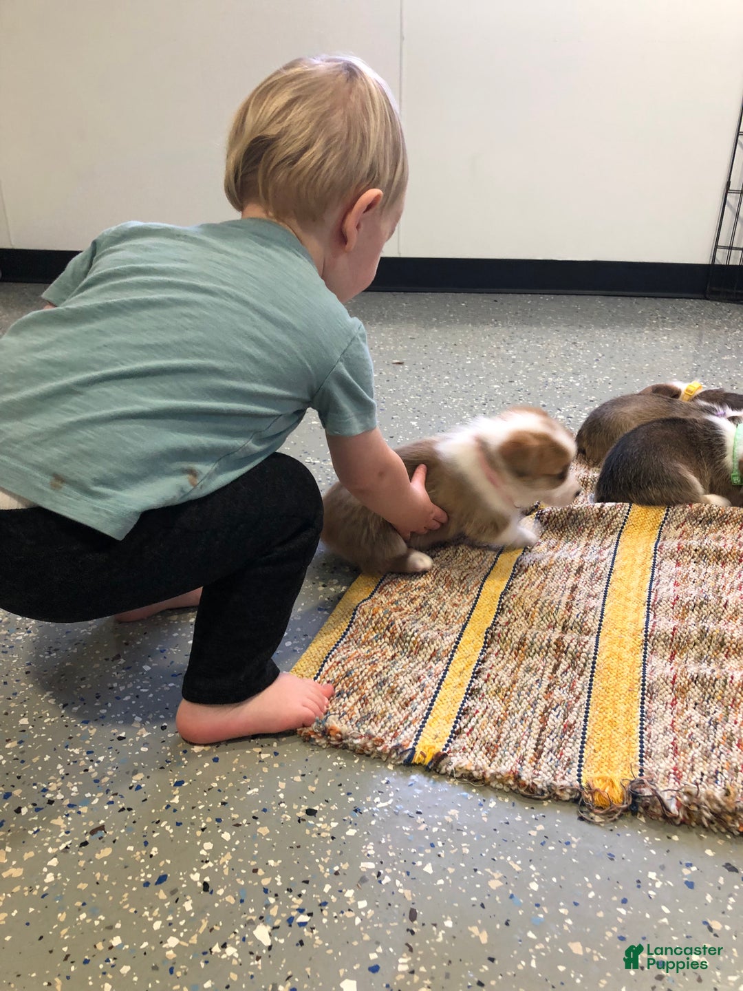 Welsh Corgi Pembroke dogs for sale: Noelle  - Ad 12